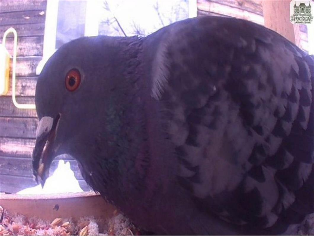 В Костромском музее-заповеднике подвели итоги конкурса «Зимуем вместе»