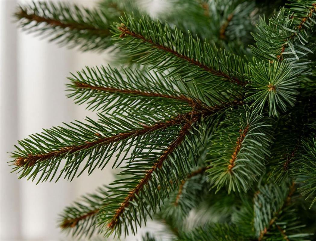 Стало известно, где в этом году установят главную новогоднюю ёлку Костромы