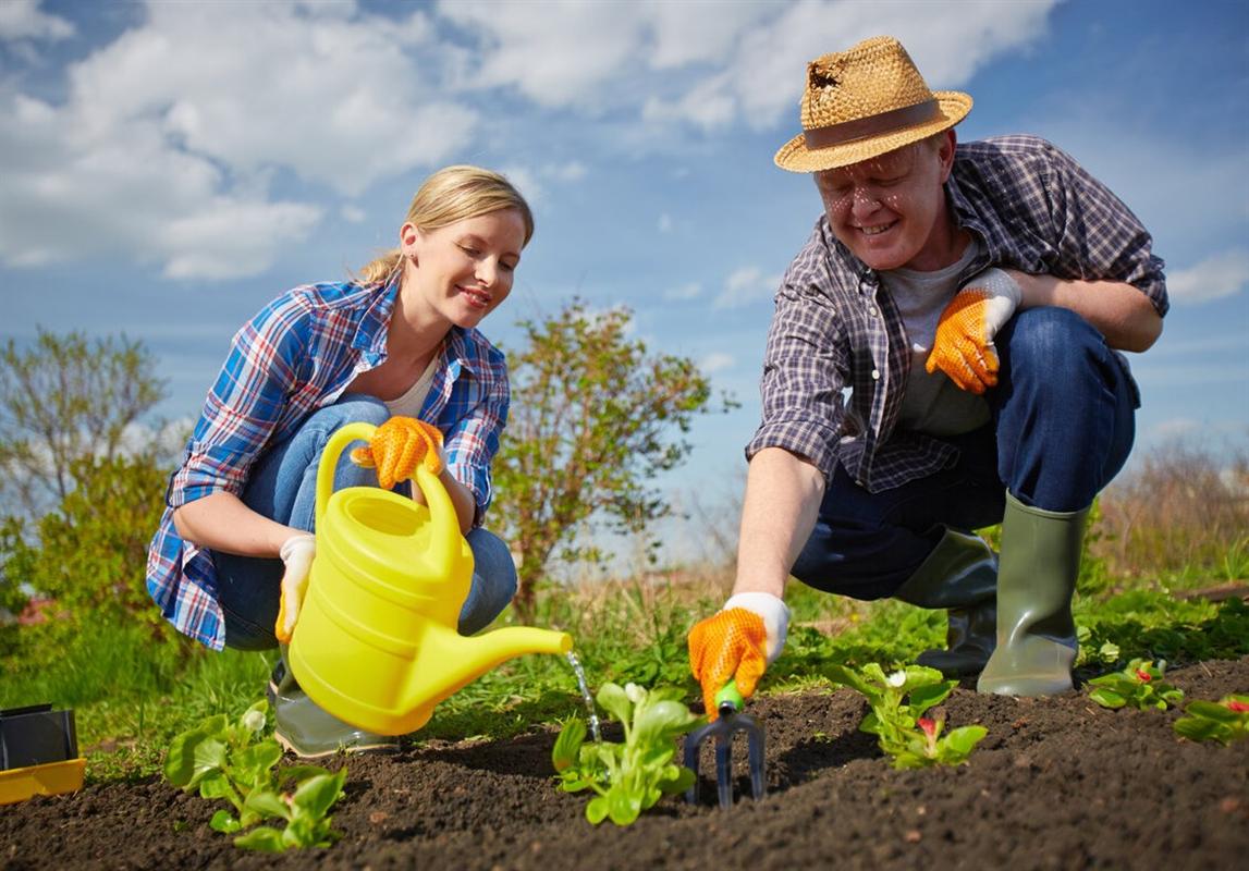 Костромичи могут бесплатно получить землю для выращивания овощей
