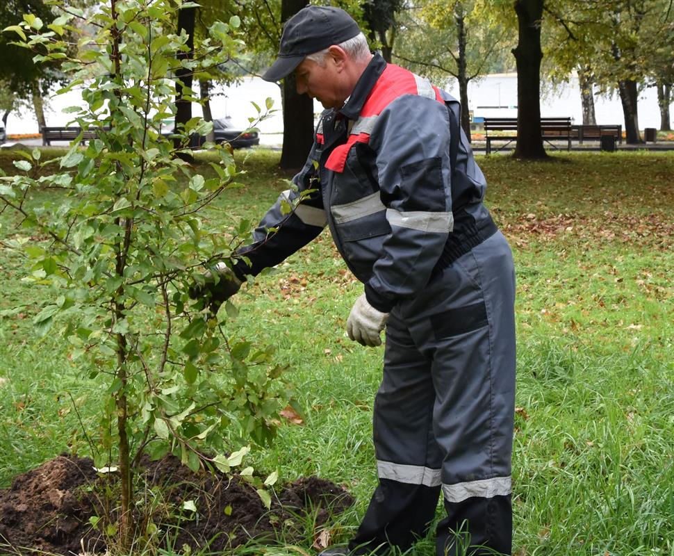 В Костроме высаживают молодые деревья и кустарники