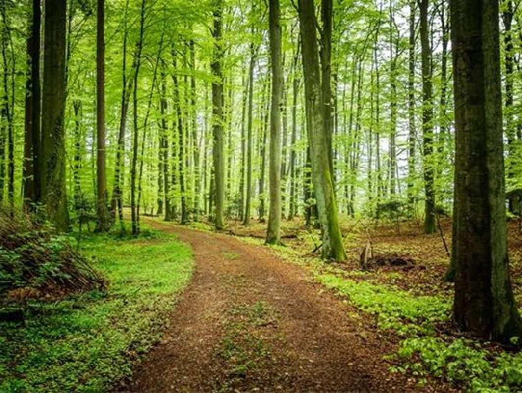 В Костромской области оценят качество проведения лесохозяйственных мероприятий 
