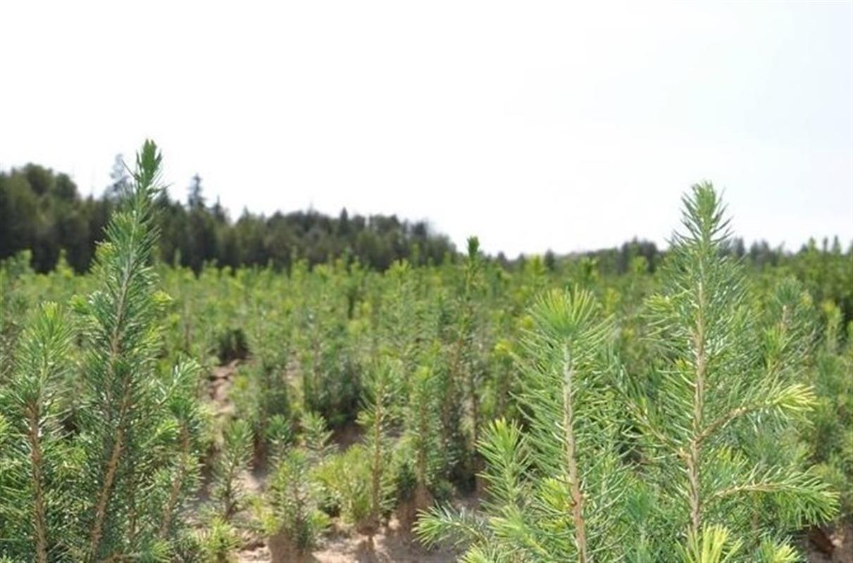 Более 25 тысяч гектаров в Костромской области засадили молодыми деревьями