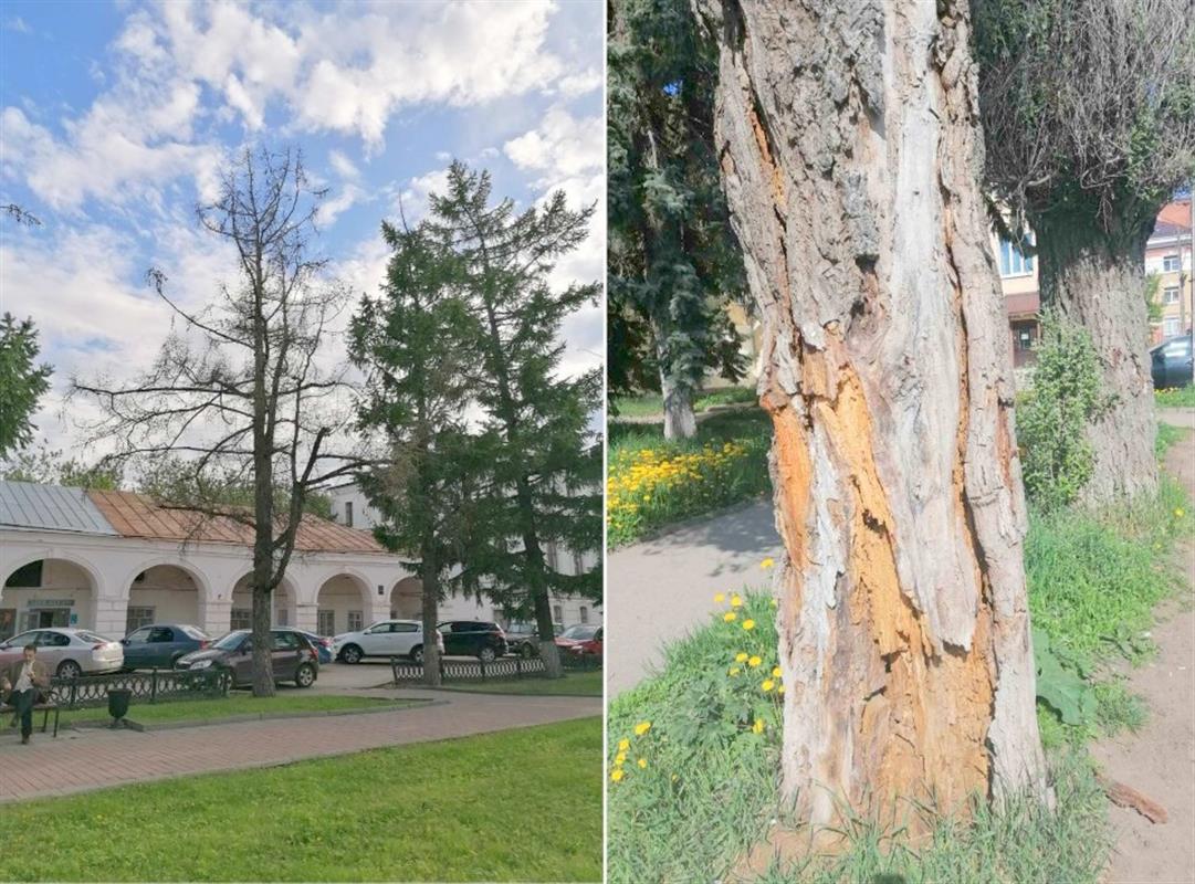 Для безопасности жителей в центре Костроме спилят два аварийных дерева
