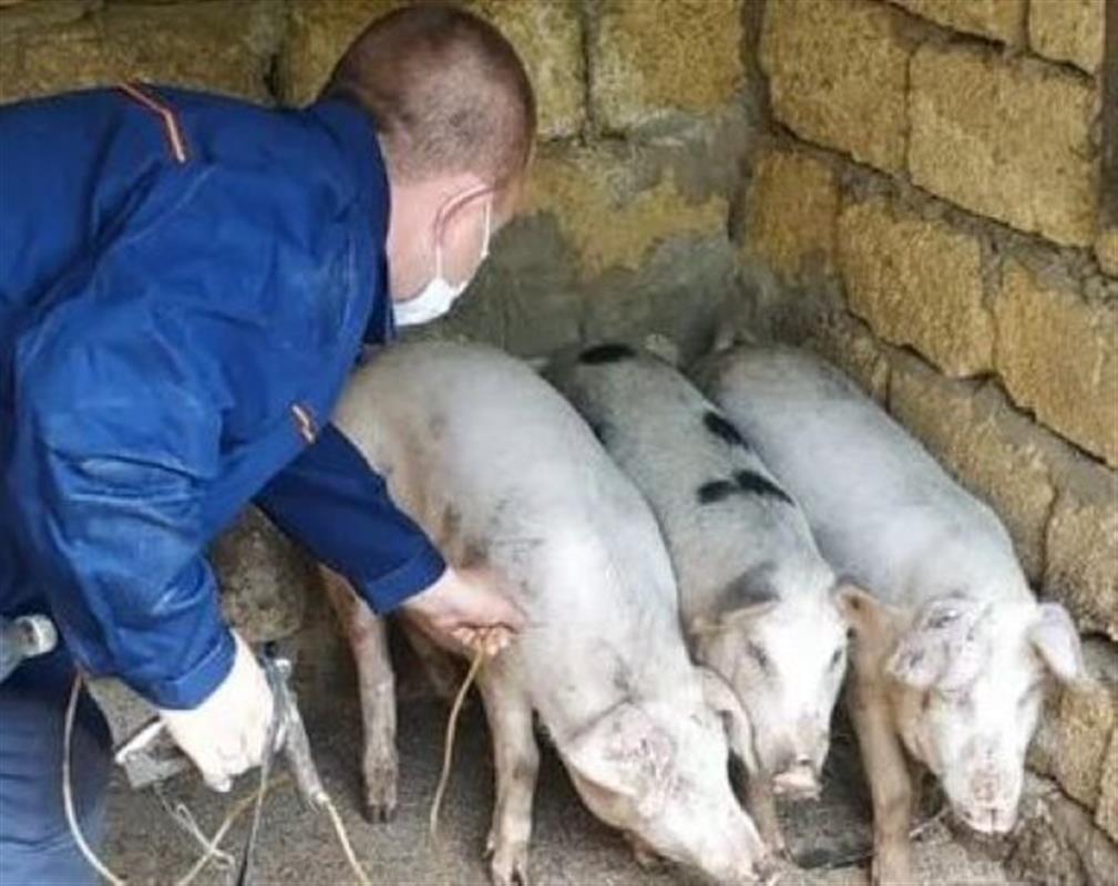 Из-за африканской чумы свиней владельцев подсобных хозяйств призвали к сознательности