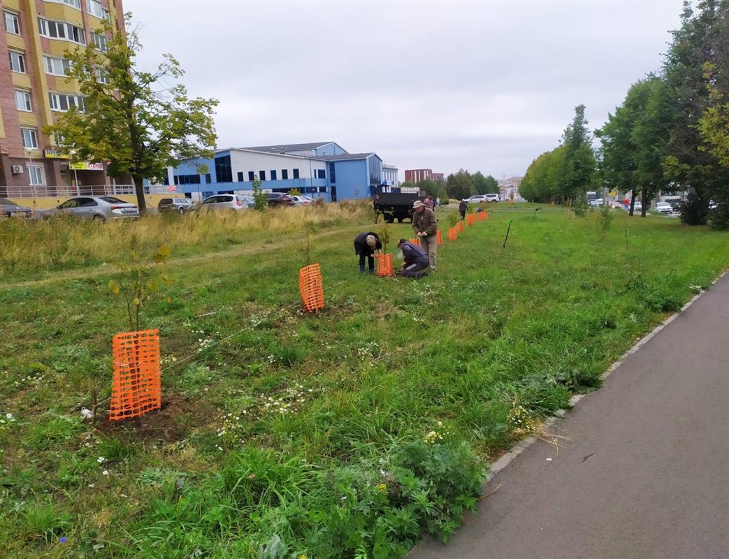 На улицах Костромы в этом году высадили более 2 тысяч деревьев и кустарников