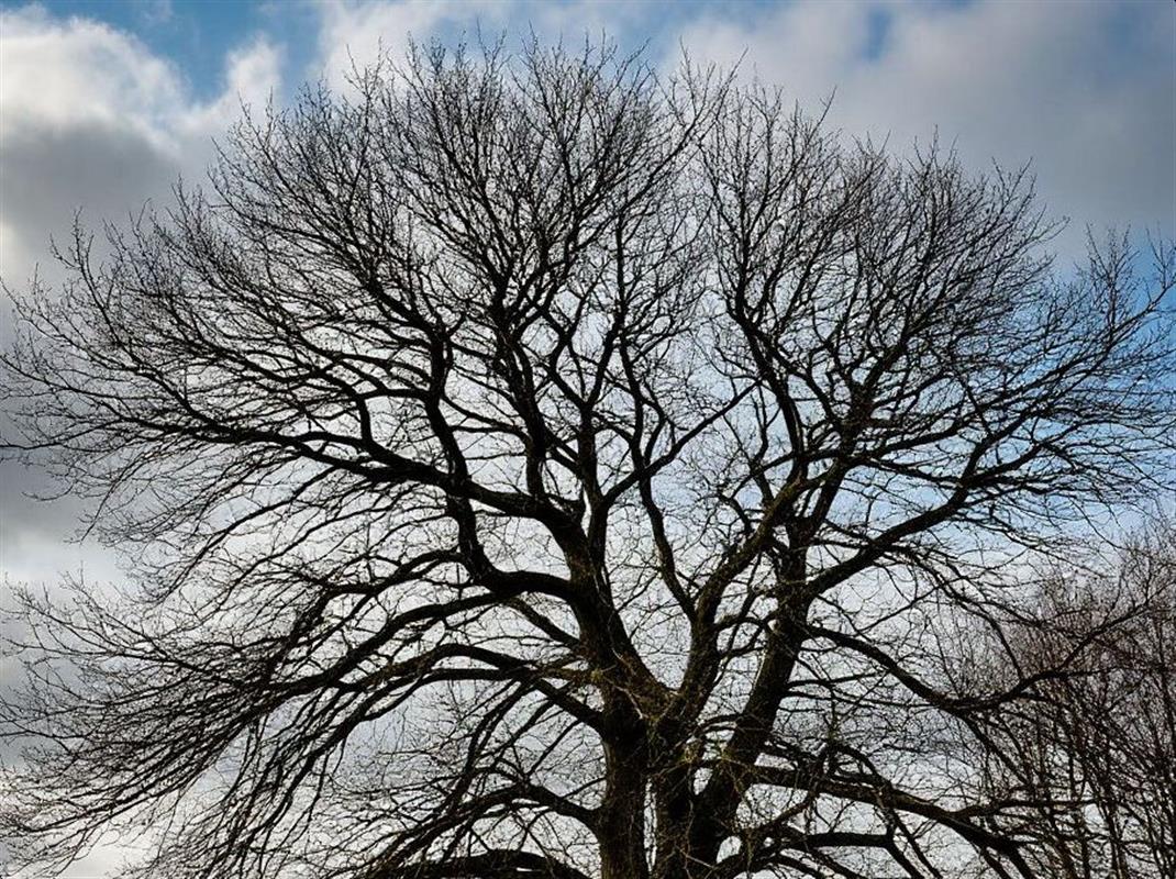 Сегодня в Костроме и местами по области будет очень ветрено
