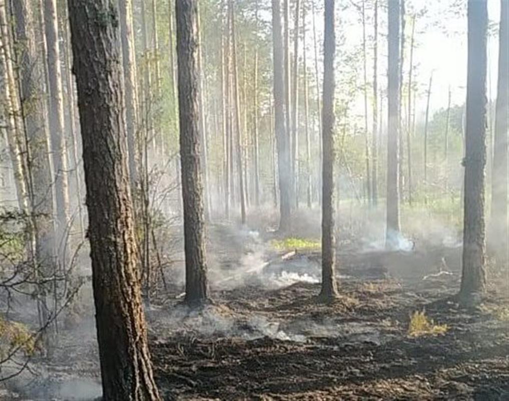 Пожар в костромском лесу потушили, причины возгорания устанавливаются
