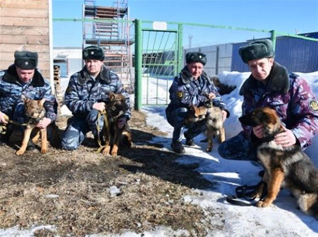 На службу в костромские исправительные учреждения поступили четвероногие новобранцы