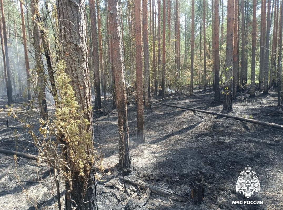 Ещё один лесной пожар потушили в Костромской области
