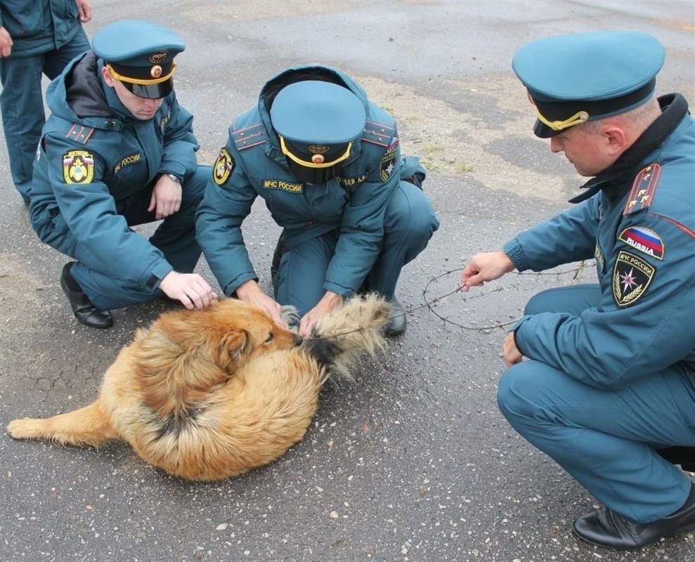 Костромские пожарные остановили соревнования, чтобы помочь попавшей в беду собаке
