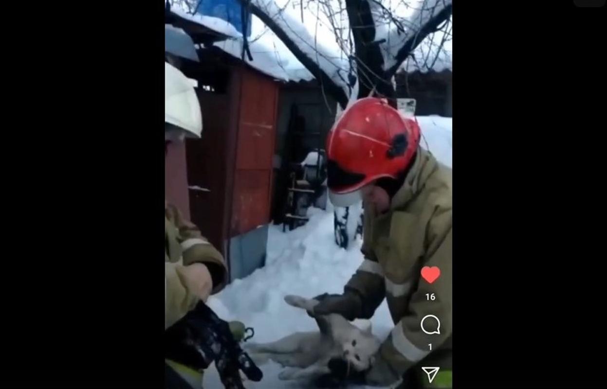 Пожарные спасли кота, пострадавшего при пожаре в жилом доме в Костроме