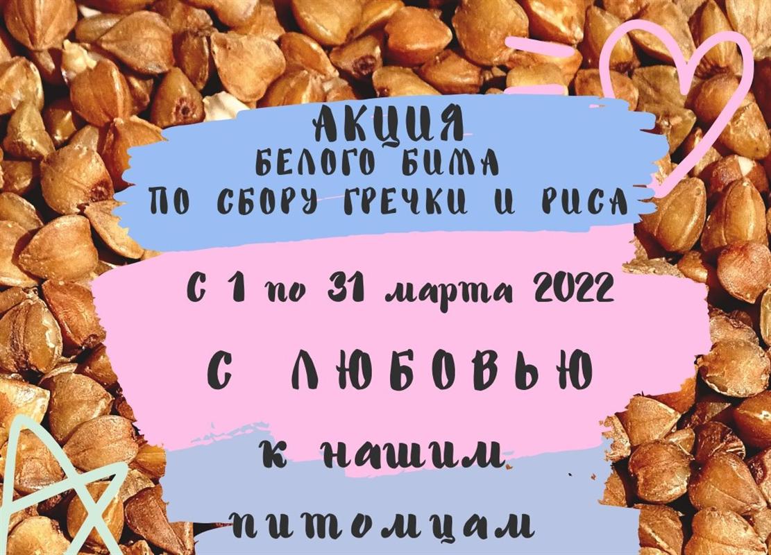 «ГречкаBOOM»: в Костроме проходит благотворительная акция помощи животным
