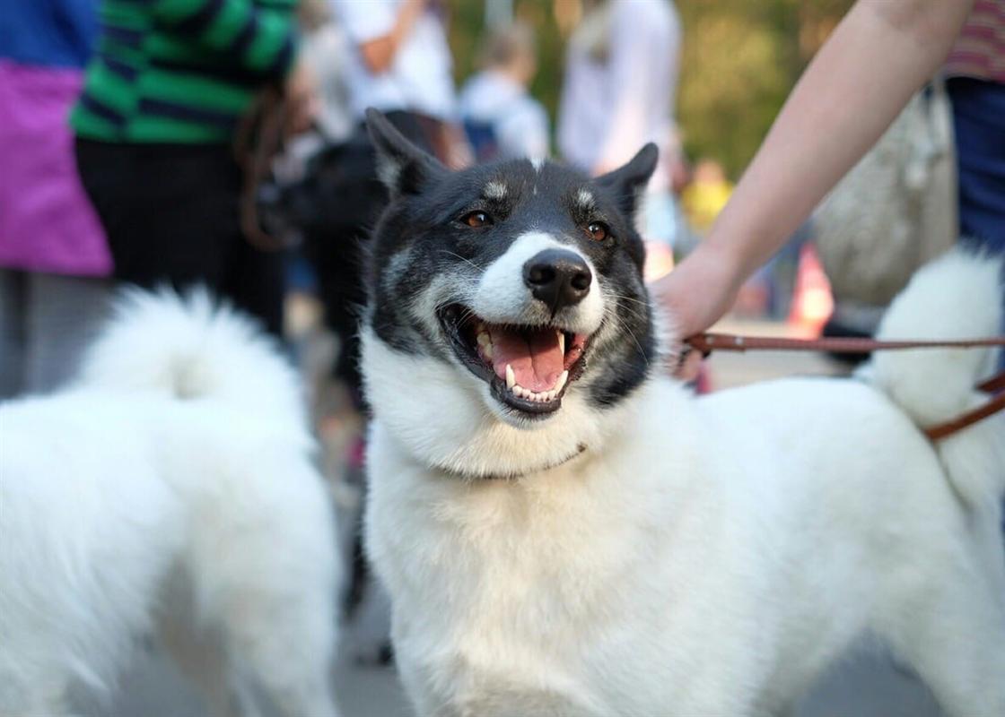 Начался прием заявок на участие в выставке беспородных собак «Супер пес»