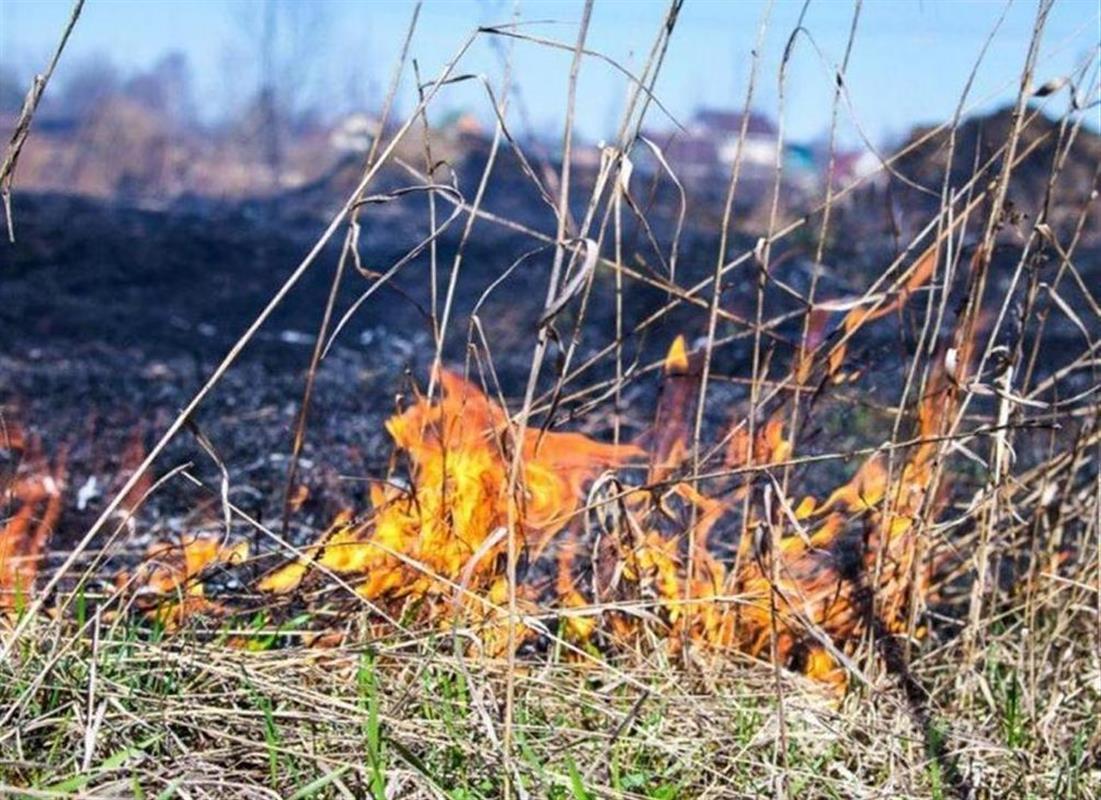 Человеческий фактор стал причиной лесного пожара в Костромской области