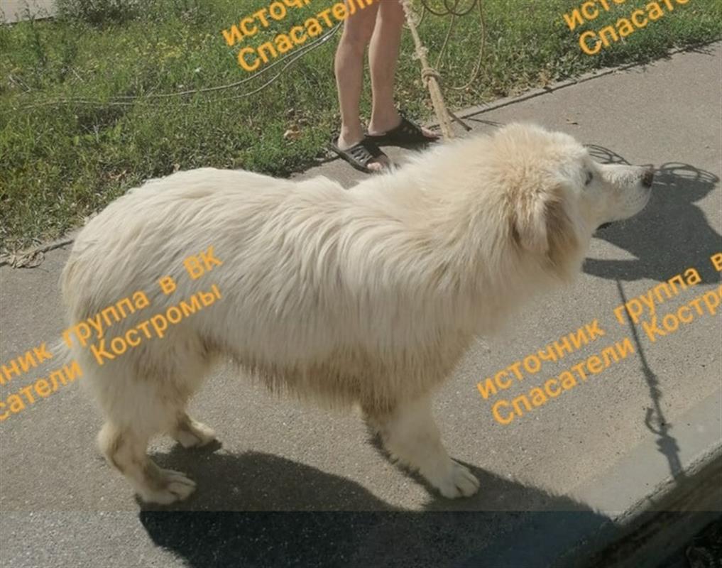В Костроме ищут хозяина собаки, гулявшей в одиночестве на центральном пляже 