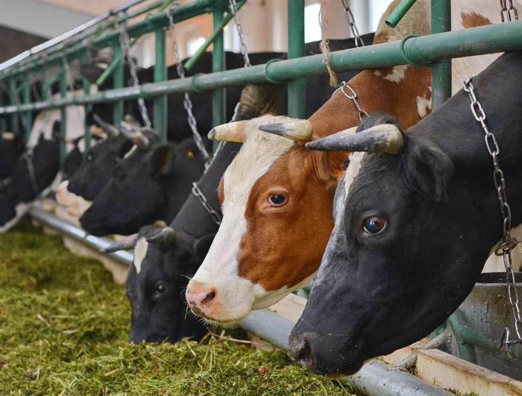 Костромские животноводы получат субсидии по госпрограмме развития сельского хозяйства