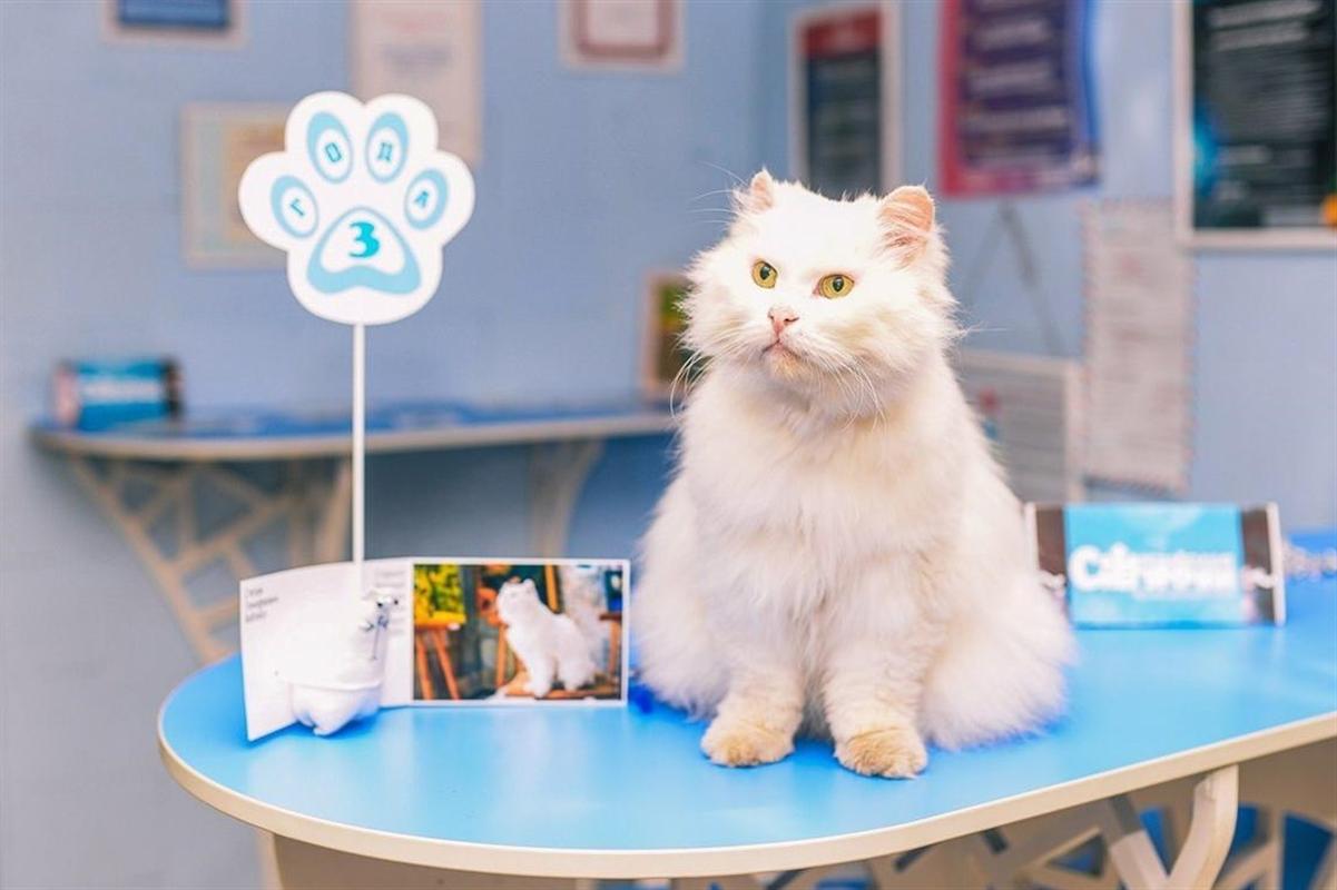 Любимый кот Российской Снегурочки стал символом исполнения желаний