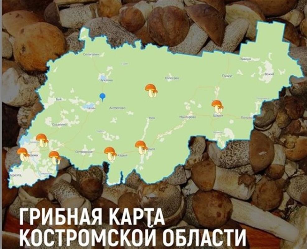 Названы семь грибных мест Костромской области