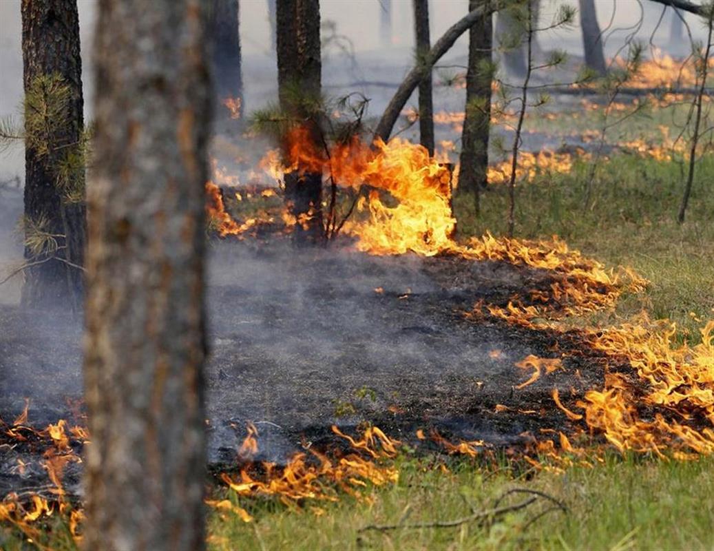 В Костромской области вновь прогнозируется высокая пожароопасность