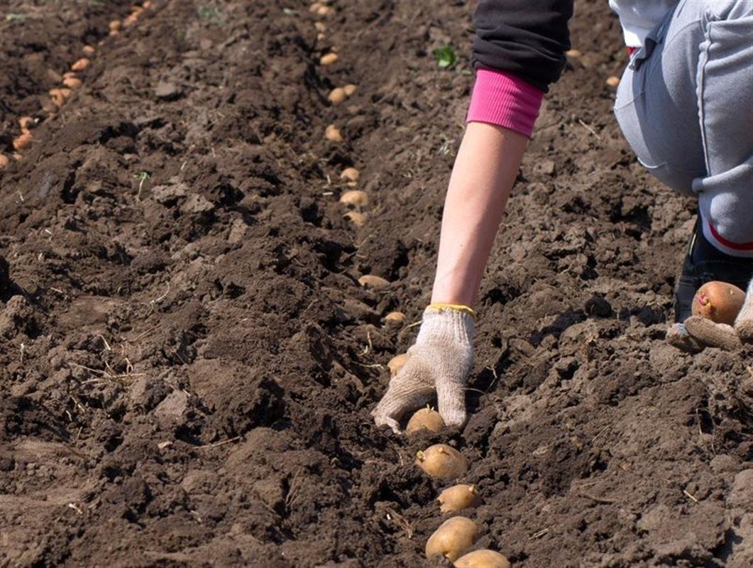 Костромичи получают бесплатно землю для выращивания картофеля и овощей
